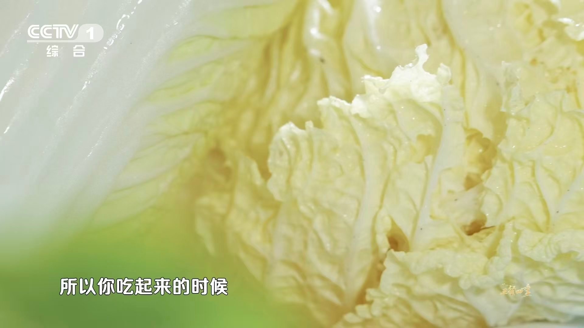 河南有种白菜甜到能当水果吃 苗桥白菜的甜是自然甜，不腻不淡刚刚好。撒贝宁认证它比