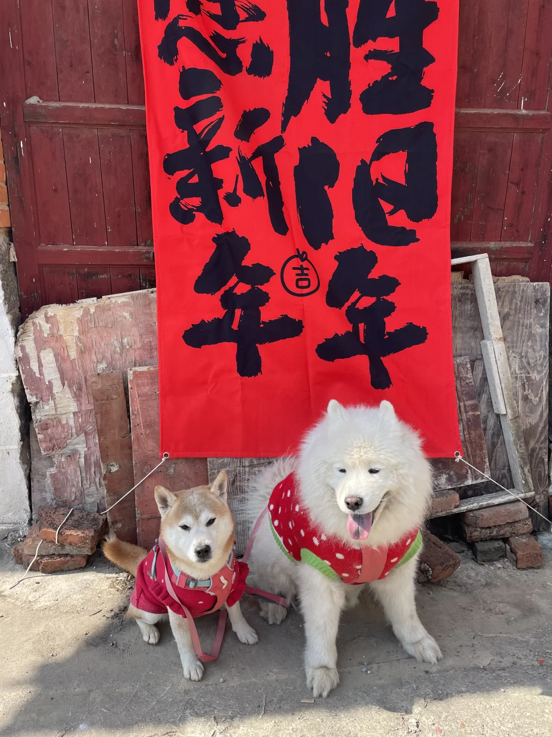弟弟，我们明年还是好小狗！