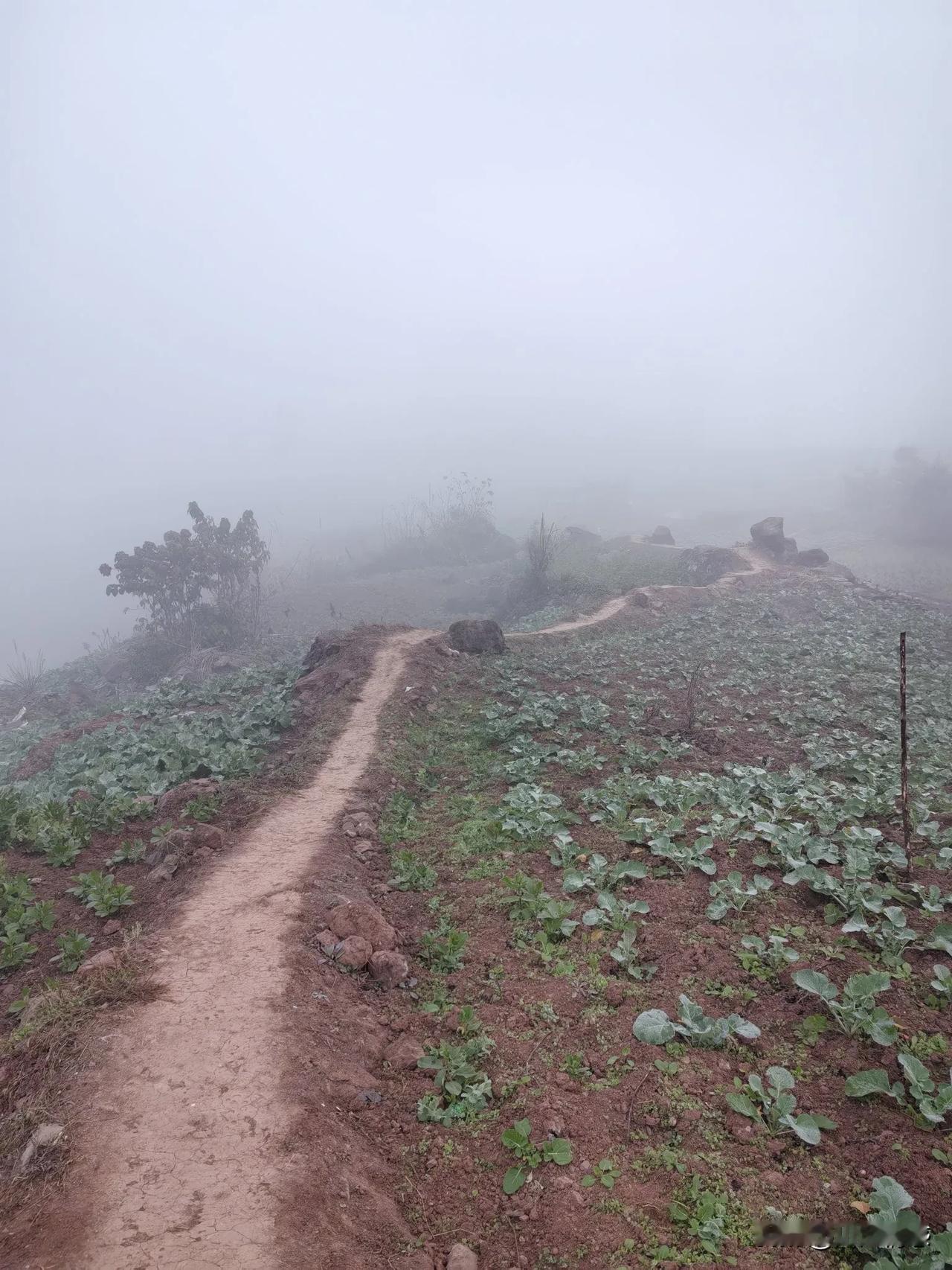 迷雾笼罩的山间小路，静谧而神秘。