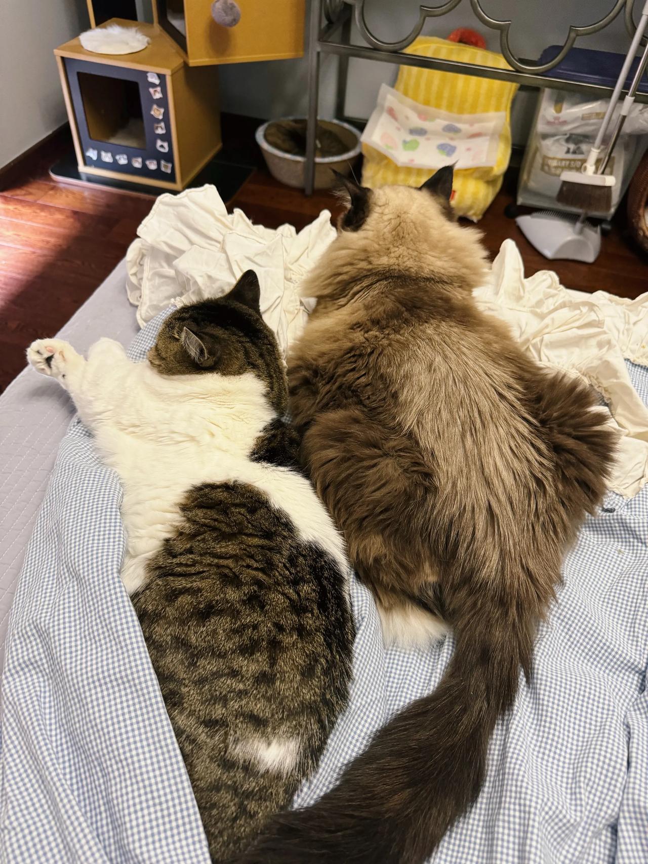 一些奇奇怪怪的组合
#萌宠# #猫咪#