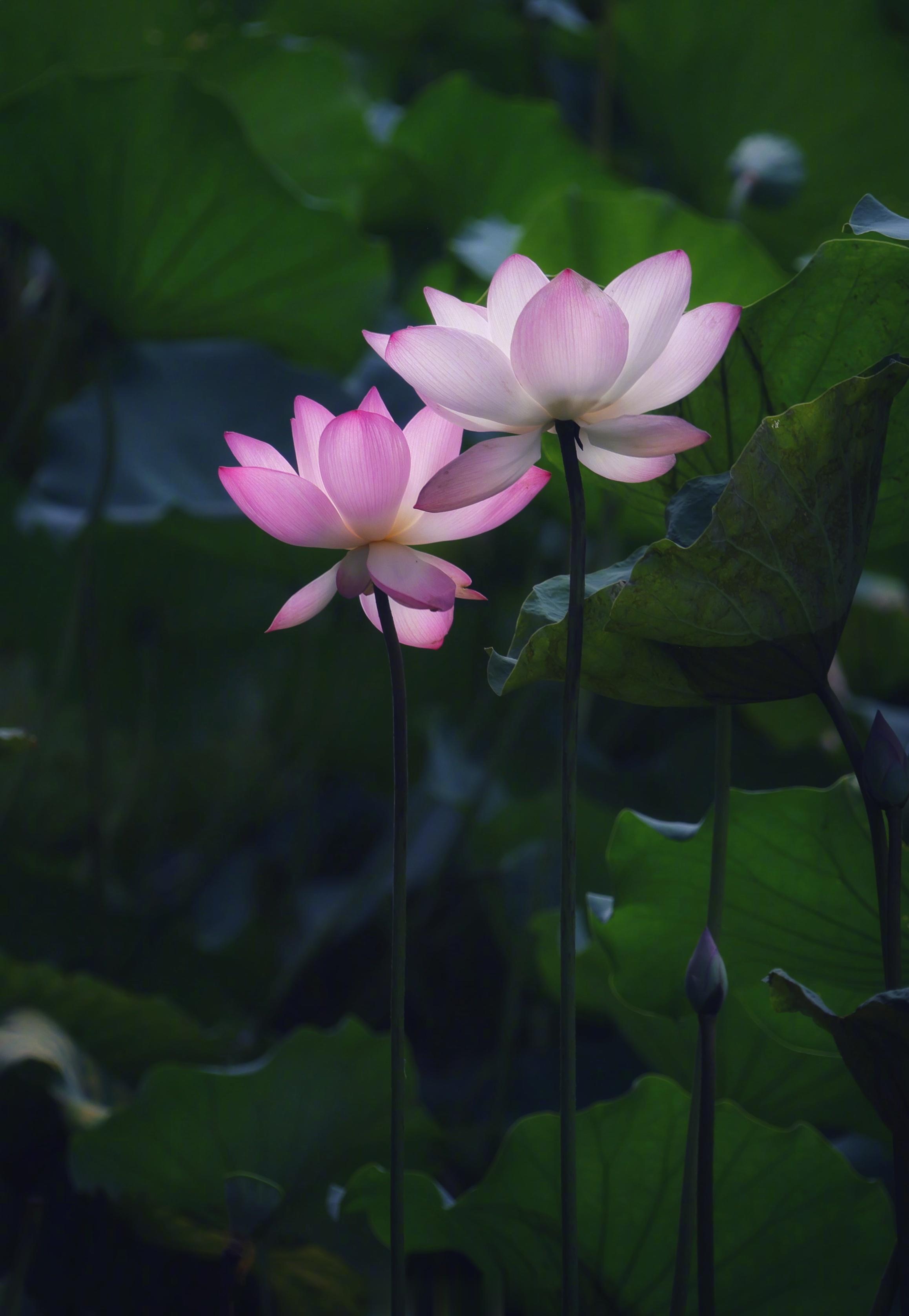 《苏幕遮》【宋】周邦彦燎沉香，消溽暑。鸟雀呼睛，侵晓窥檐语。叶上初阳干宿雨，水面