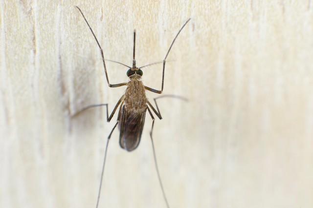 #网友称高铁车厢有大量蚊虫#【网友称高铁有蚊虫，广铁集团：与近期粤港地区持续降雨