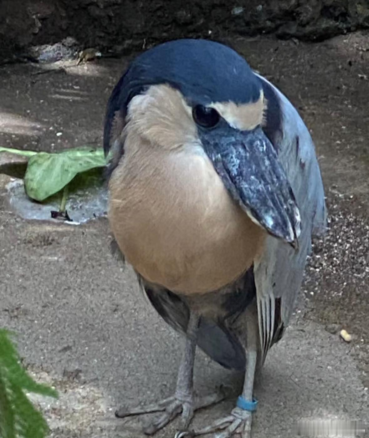 船嘴鹭  变身！ ​​​