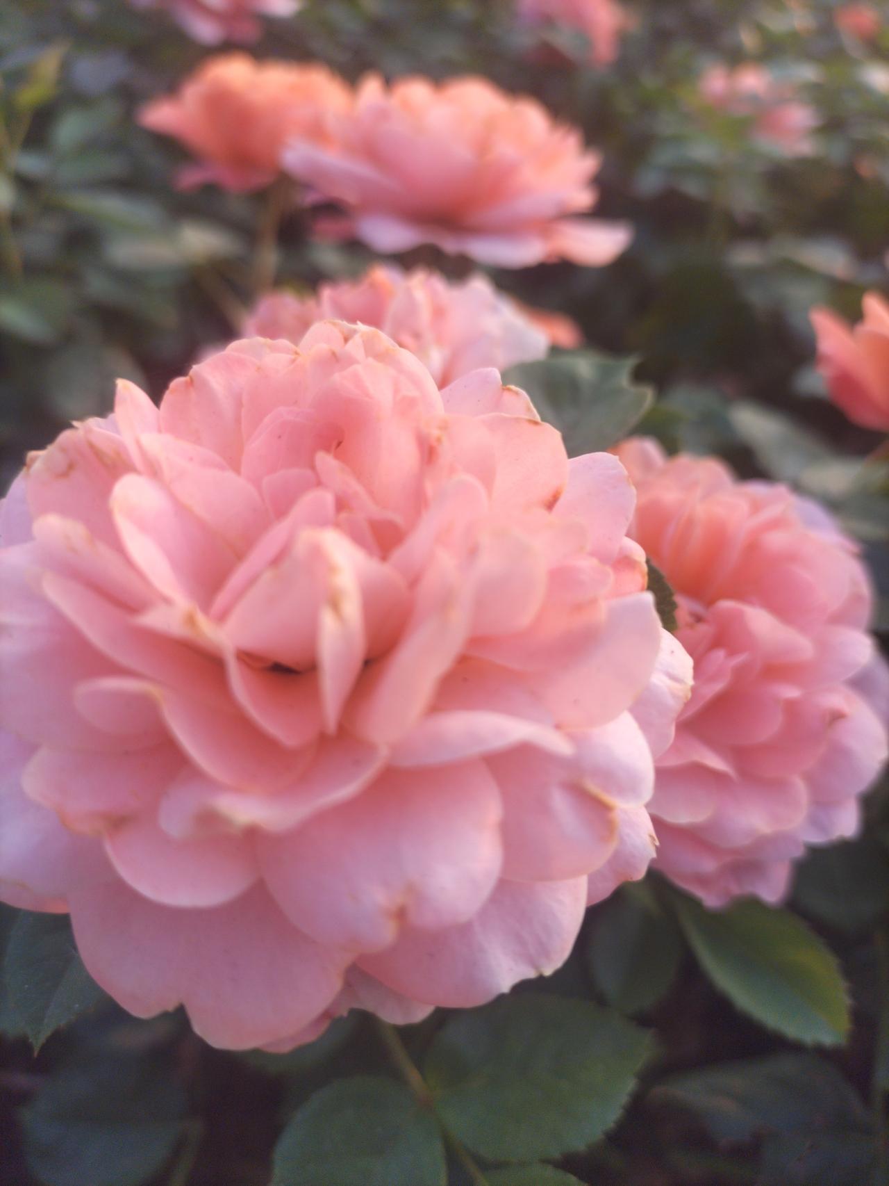 娇艳欲滴的红色玫瑰，与月季花绽放自然之美！🌹💕