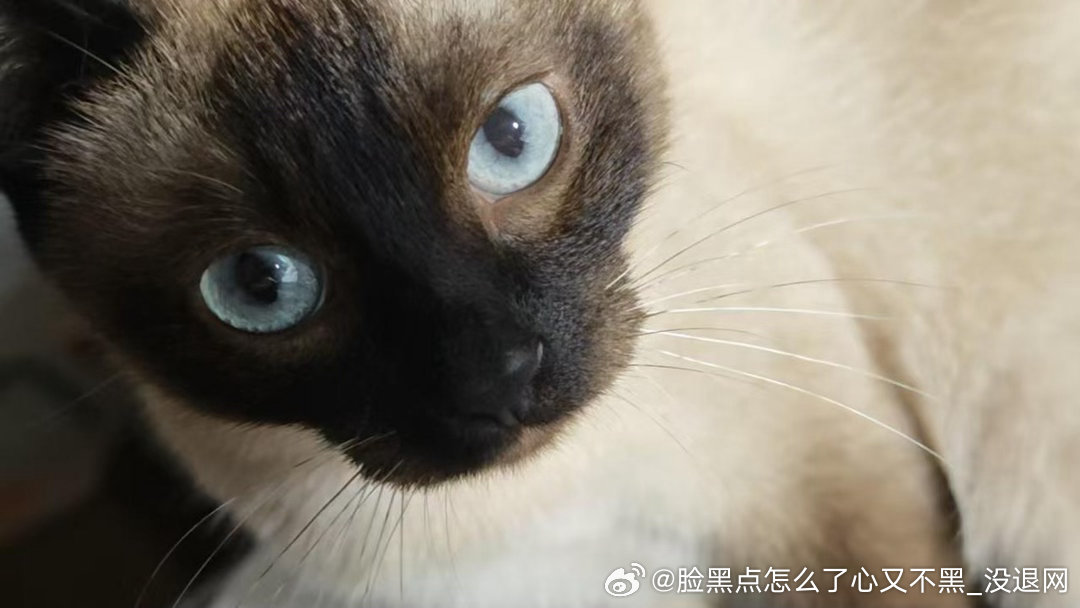 3839只黑脸嘴努子可爱 