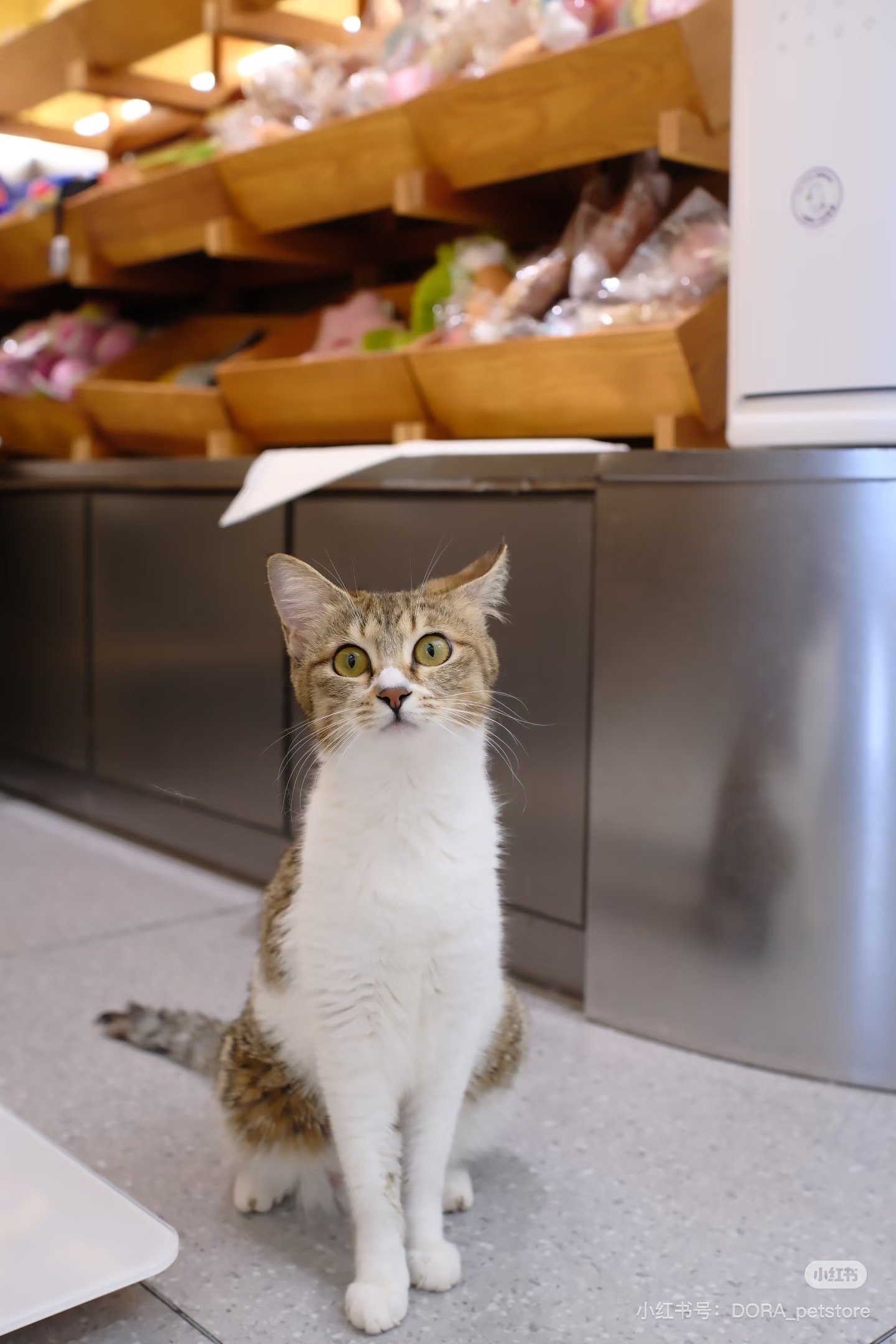他们片场捡的小猫都这么大了🥺 