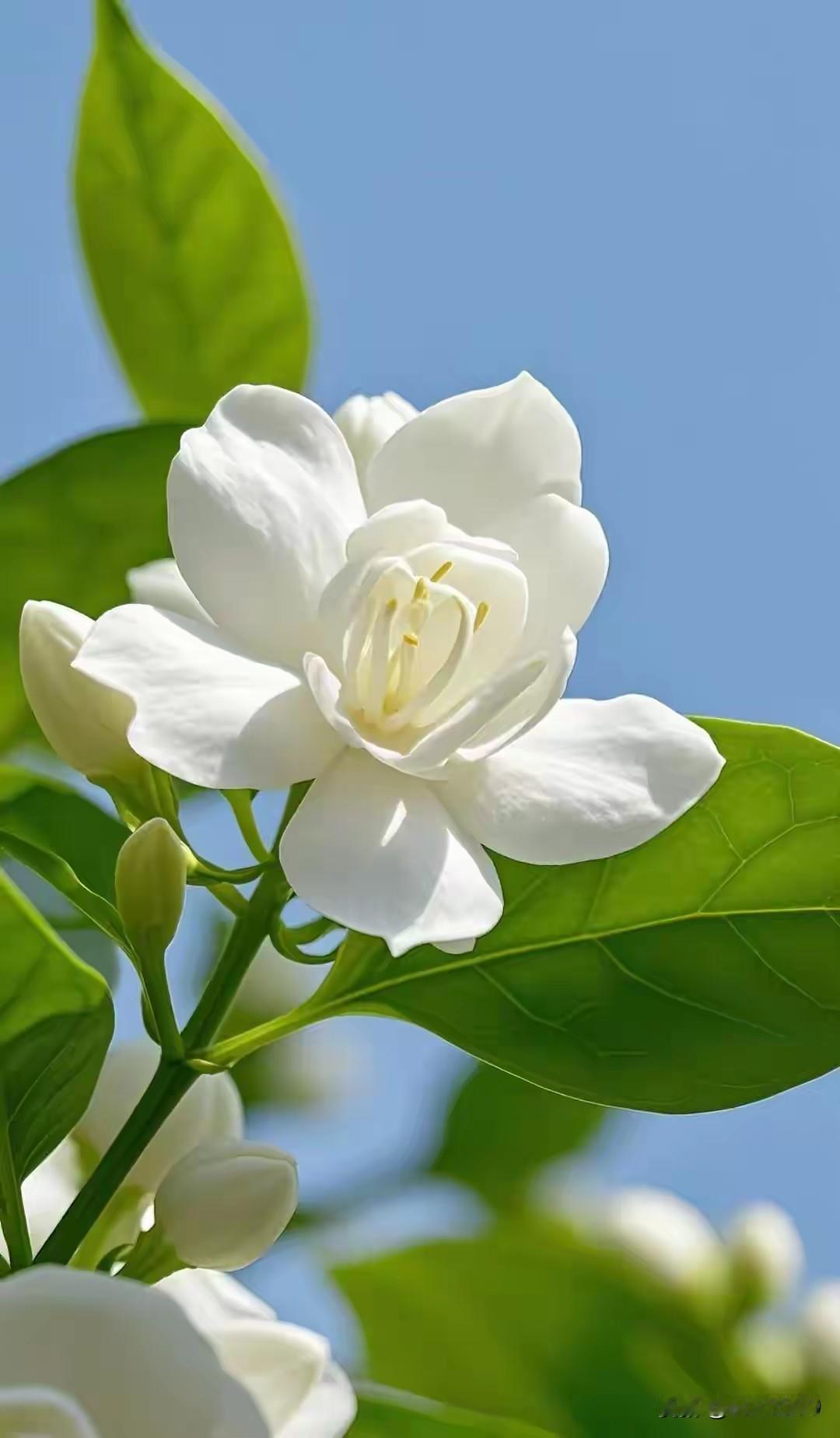 “好一朵美丽的茉莉花~”熟悉旋律响起，那馥郁的茉莉花香仿佛立刻萦绕在鼻尖。全球每