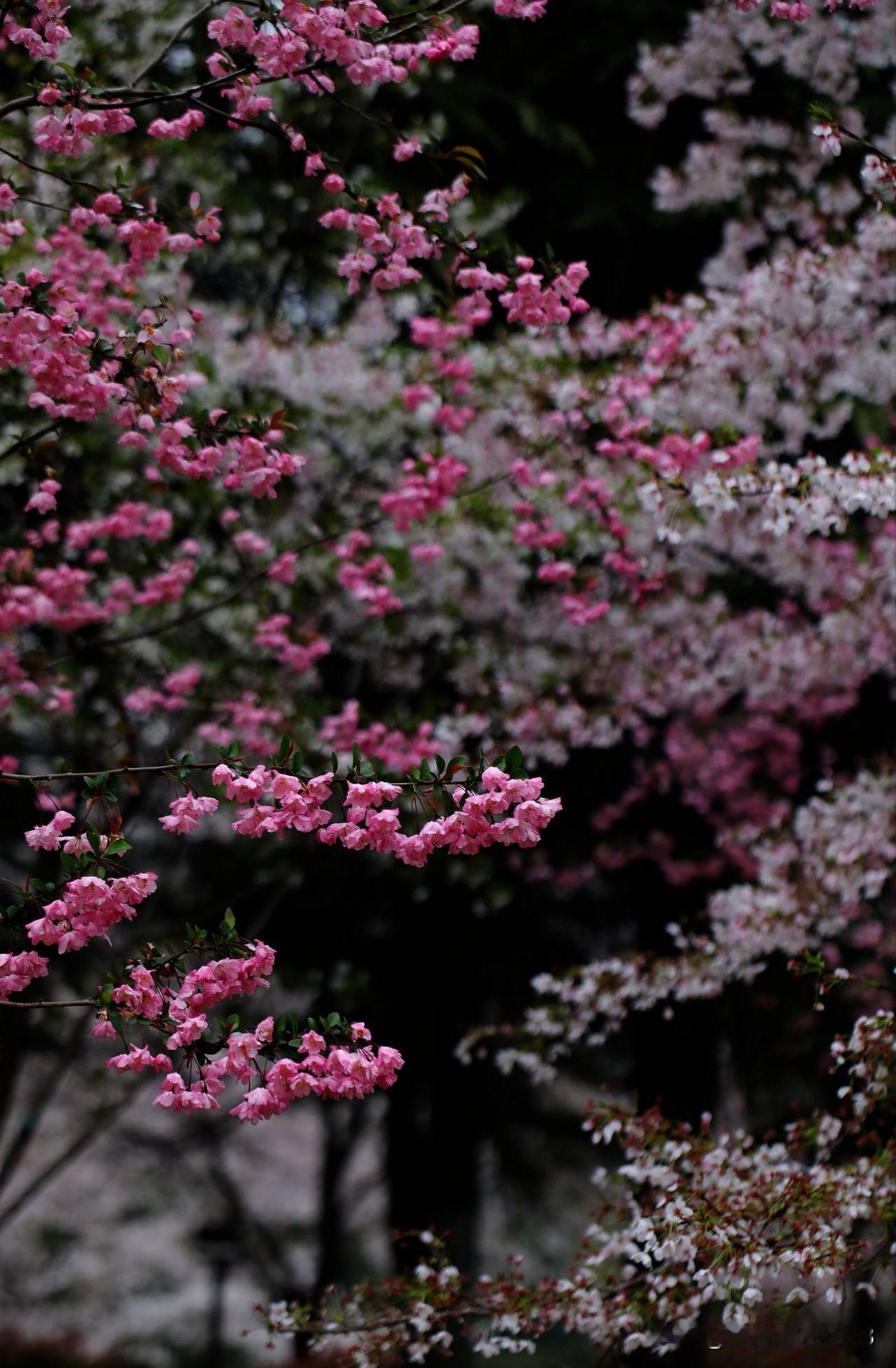 雨濯春尘，江苏春日里的诗意与清新！🌧️
家人们，4月的江苏，春雨绵绵，雨濯春尘