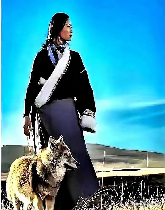 若尔盖那边刚放出的视频，11匹狼在哈丘湖踏雪巡山，这场面确实看得人心里一颤。
