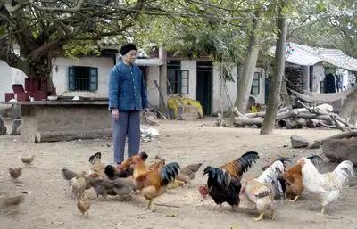 上联：
欢歌笑语满桌醉
描绘出吃喝玩乐的场景
下联
鹅舞鸡飞狗跳墙
描绘出农家小