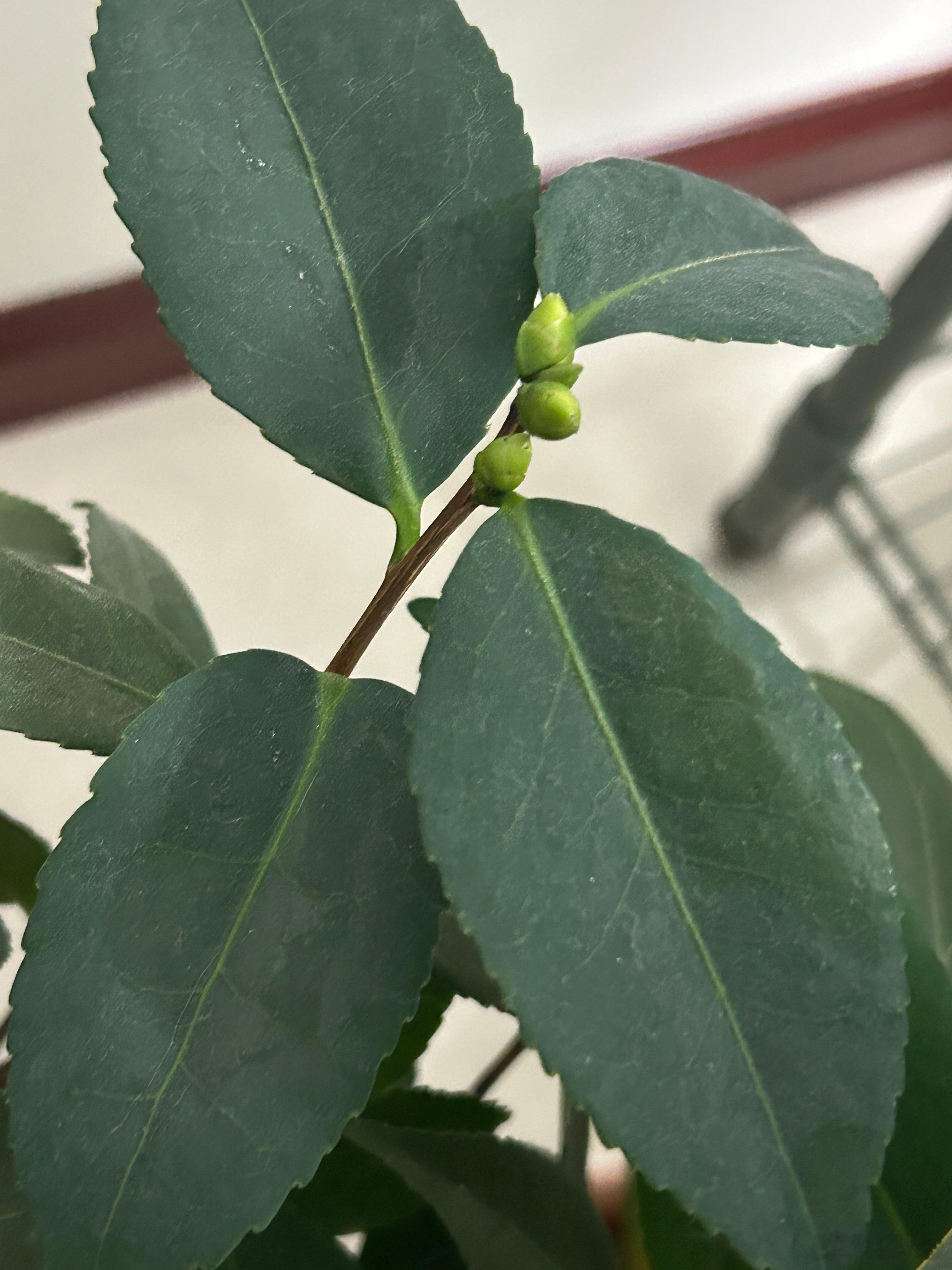 这个茶花长了好多花苞啊，一根树枝上长好几个～ 