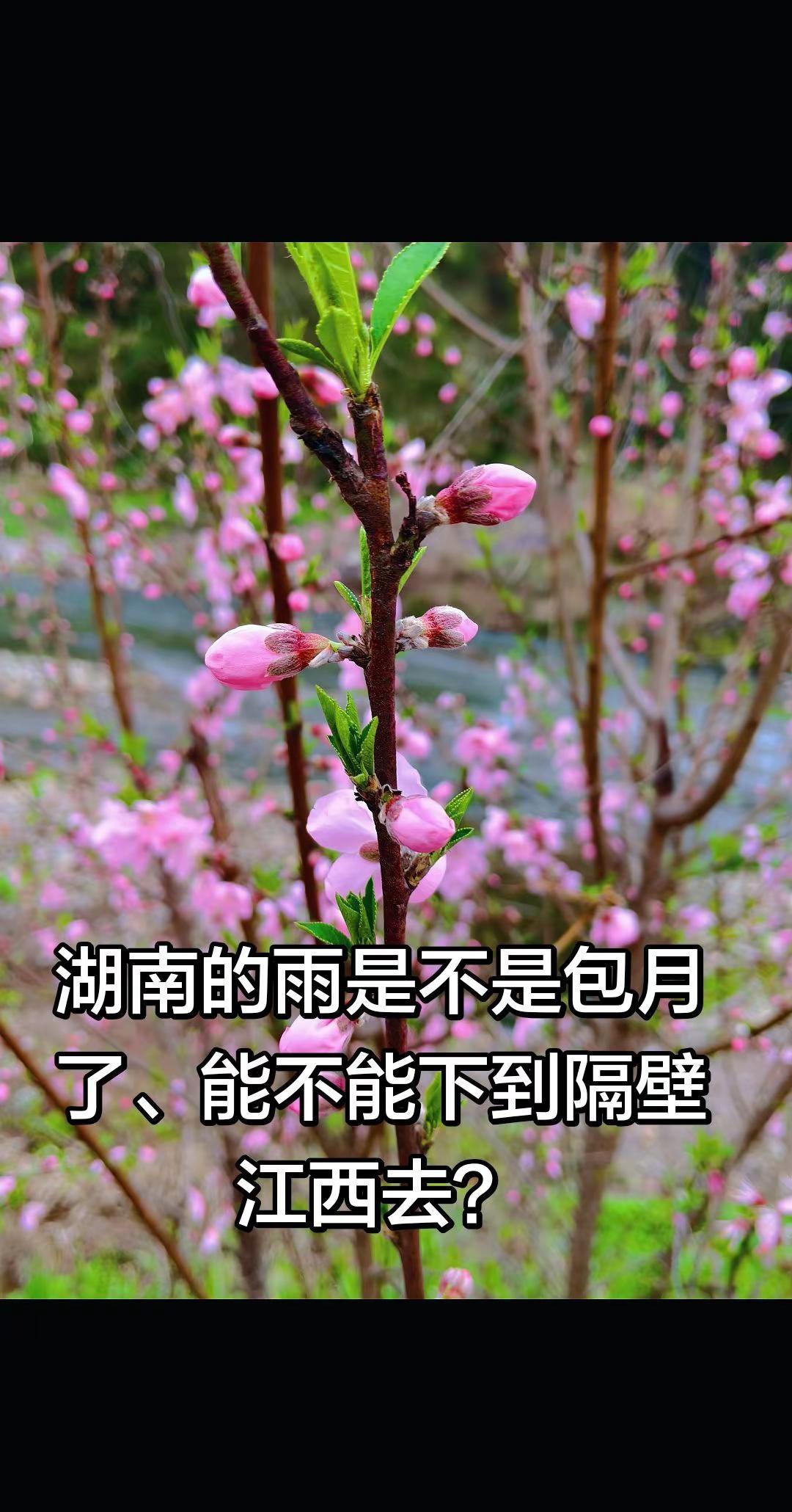 湖南的雨是不是包月了、能不能下到隔壁江西去？雨下的那么认真 包月的雨还续费 湖南