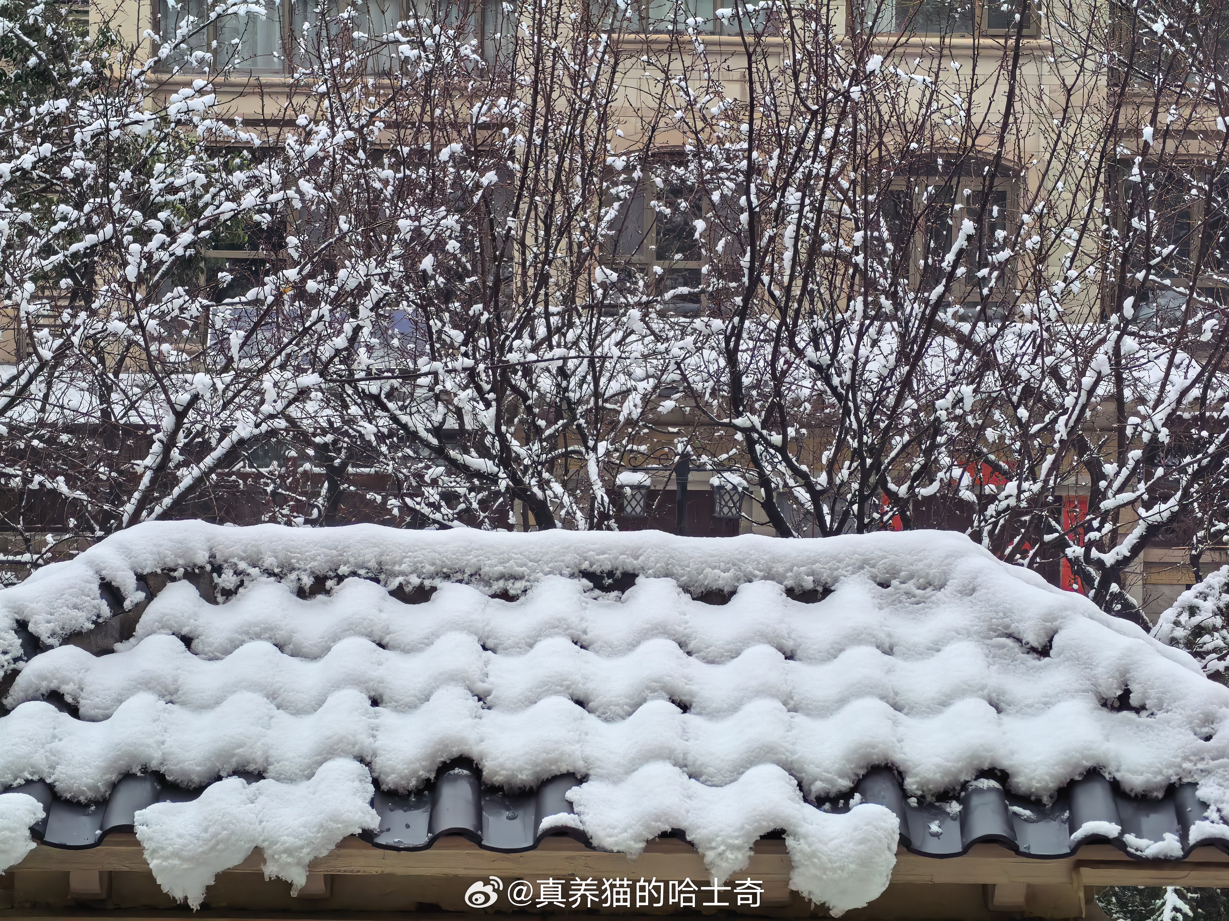 下雪了！瑞雪兆丰年，希望大家今年一切都更好 