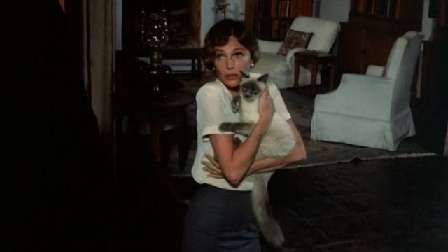 请多多关心小猫小狗 ​​​