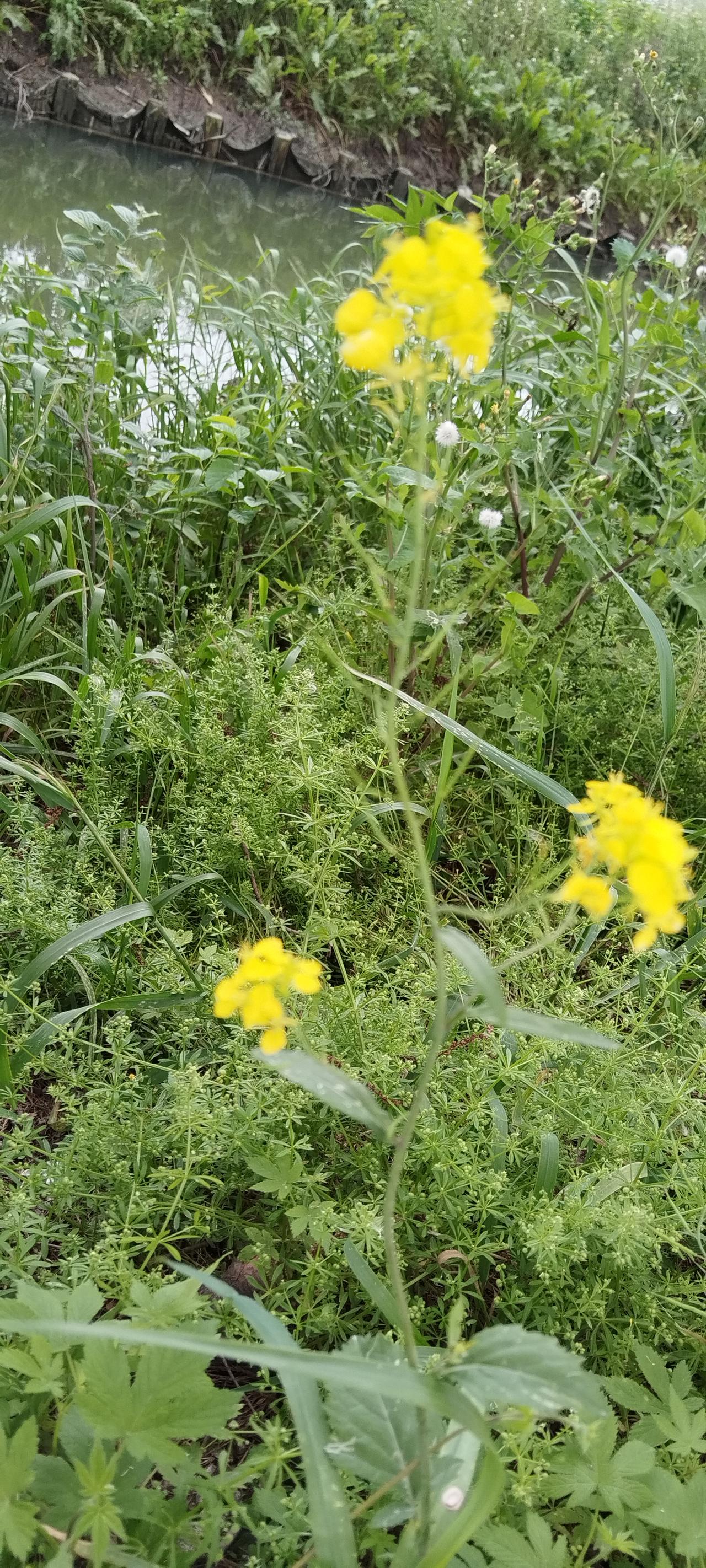 这棵野生的油菜花，在一片野草中显得格外醒目。它那金黄的花瓣在阳光的照耀下，闪耀着