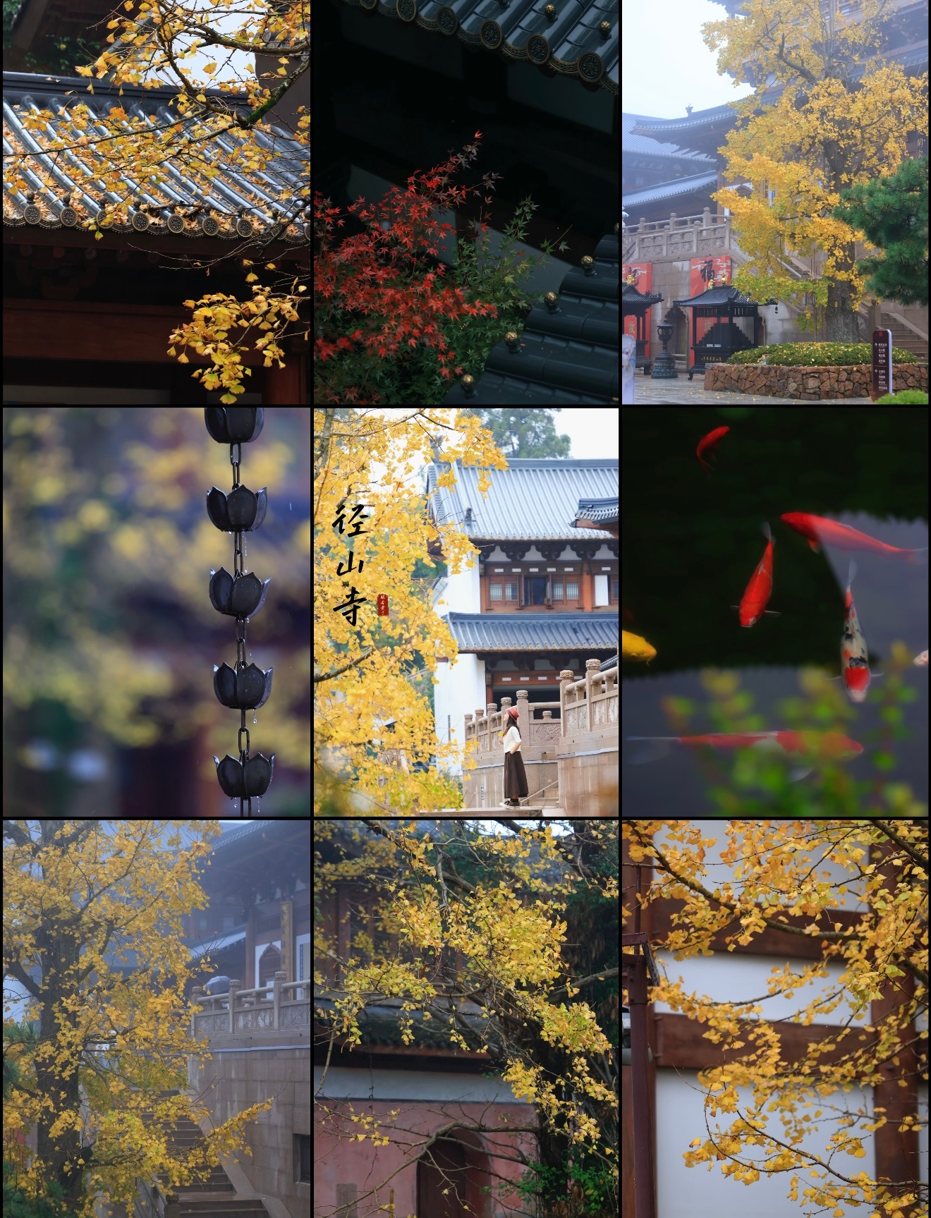 在杭州解锁新年第一抹金杭州新年的金色浪漫藏不住了新年的杭州被金辉温柔包裹，良渚冬