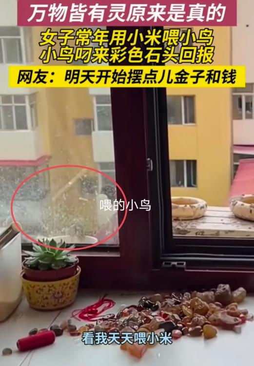 “万物皆有灵！”黑龙江，女子常年用小米喂小鸟。突然，小鸟叼来彩色石头放她家桌上。