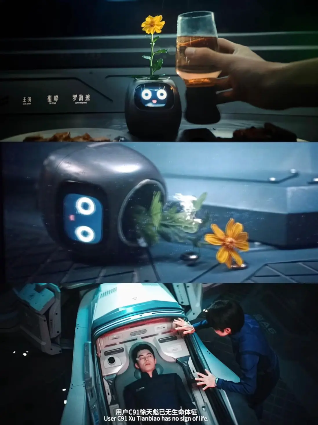 你牺牲了 雏菊也倒下了