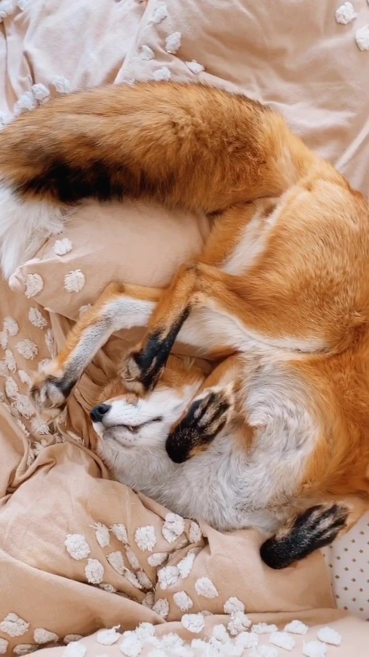 还是公主最会扭 