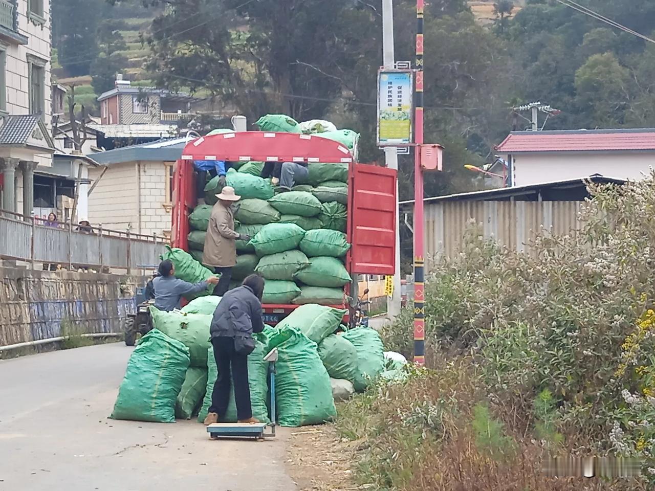云南各地大量药材上市收购，药材种植户回收效益良好，收入可观。收购商已经利用赶集日