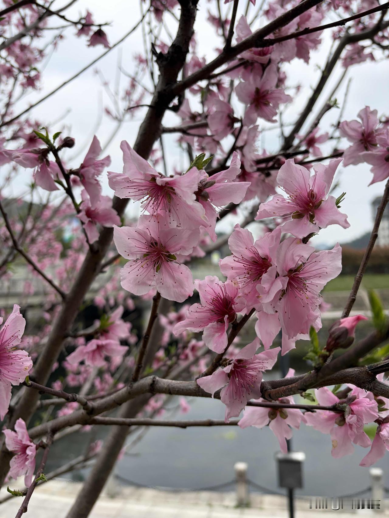 春风轻拂，樱花似雪纷飞，桃花灼灼盛放，粉白相映，温柔又烂漫。岸边垂柳抽出新绿，柔