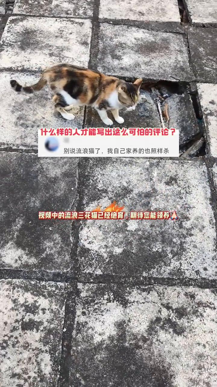 什么样的人才能写出这么可怕的评论？别说流浪猫了，我自己家养的也照样杀。
视频中的