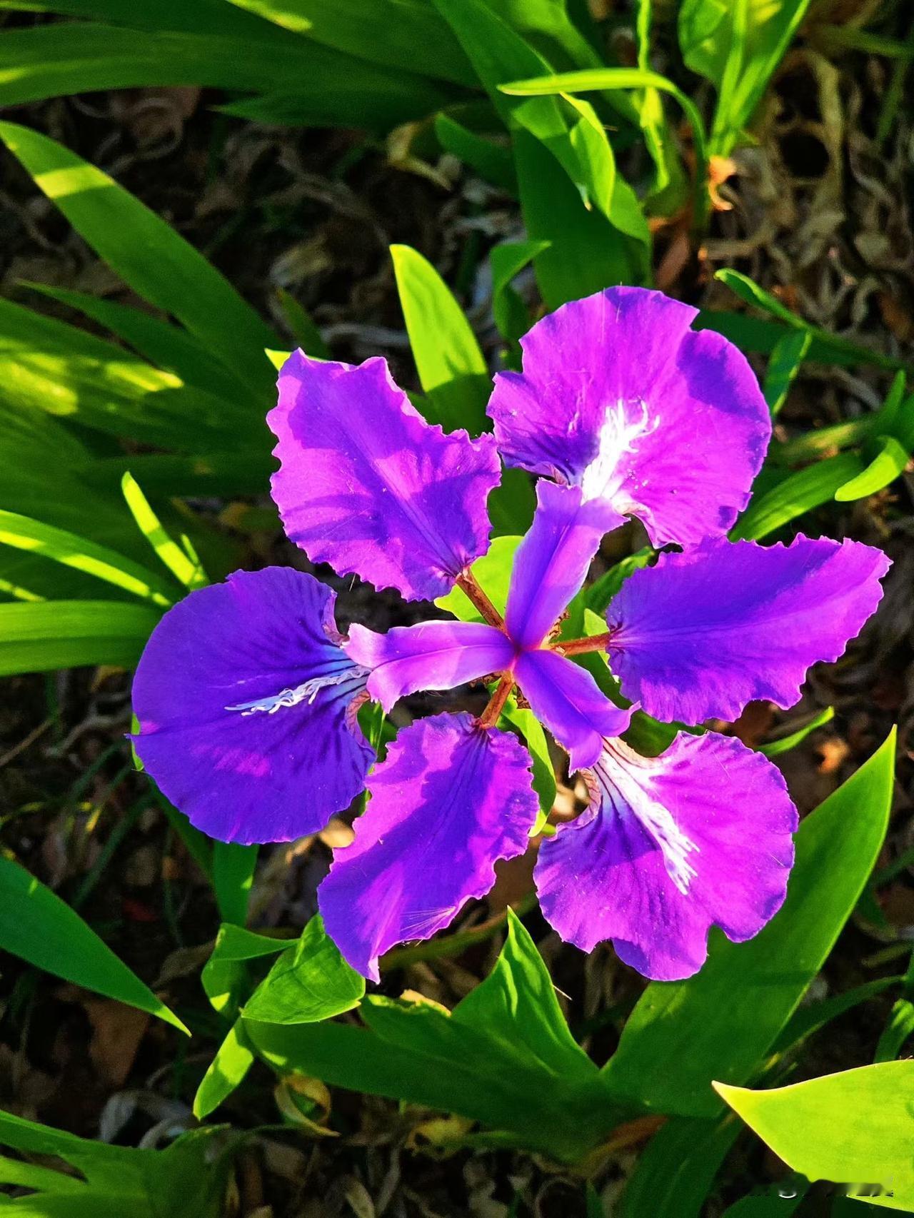 【小对联】
上：……？
下：素描。