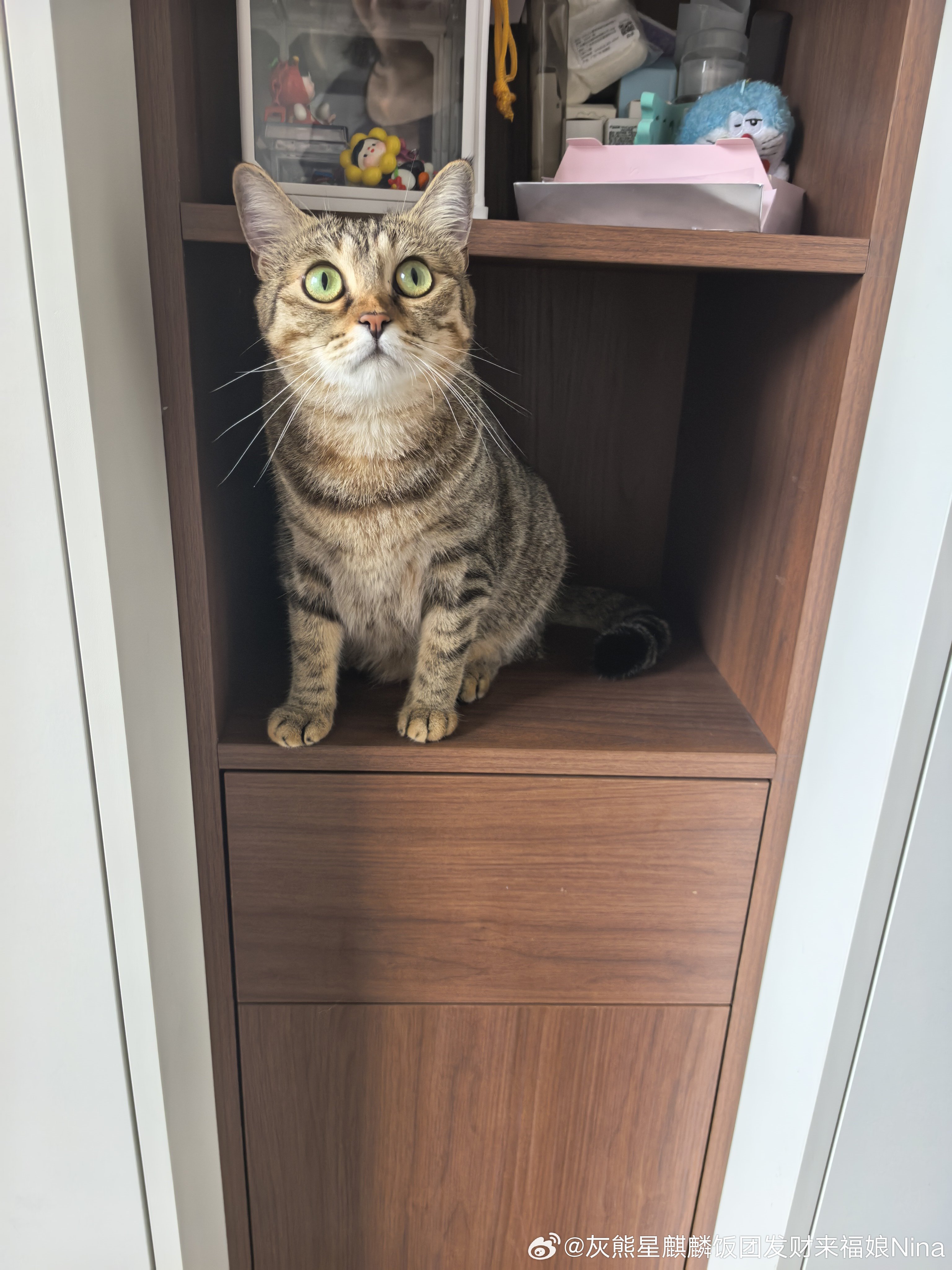 干嘛呀 小猫手办[心]妮娜一家[超话]来福是只小狸花萌宠的日常 ​​​