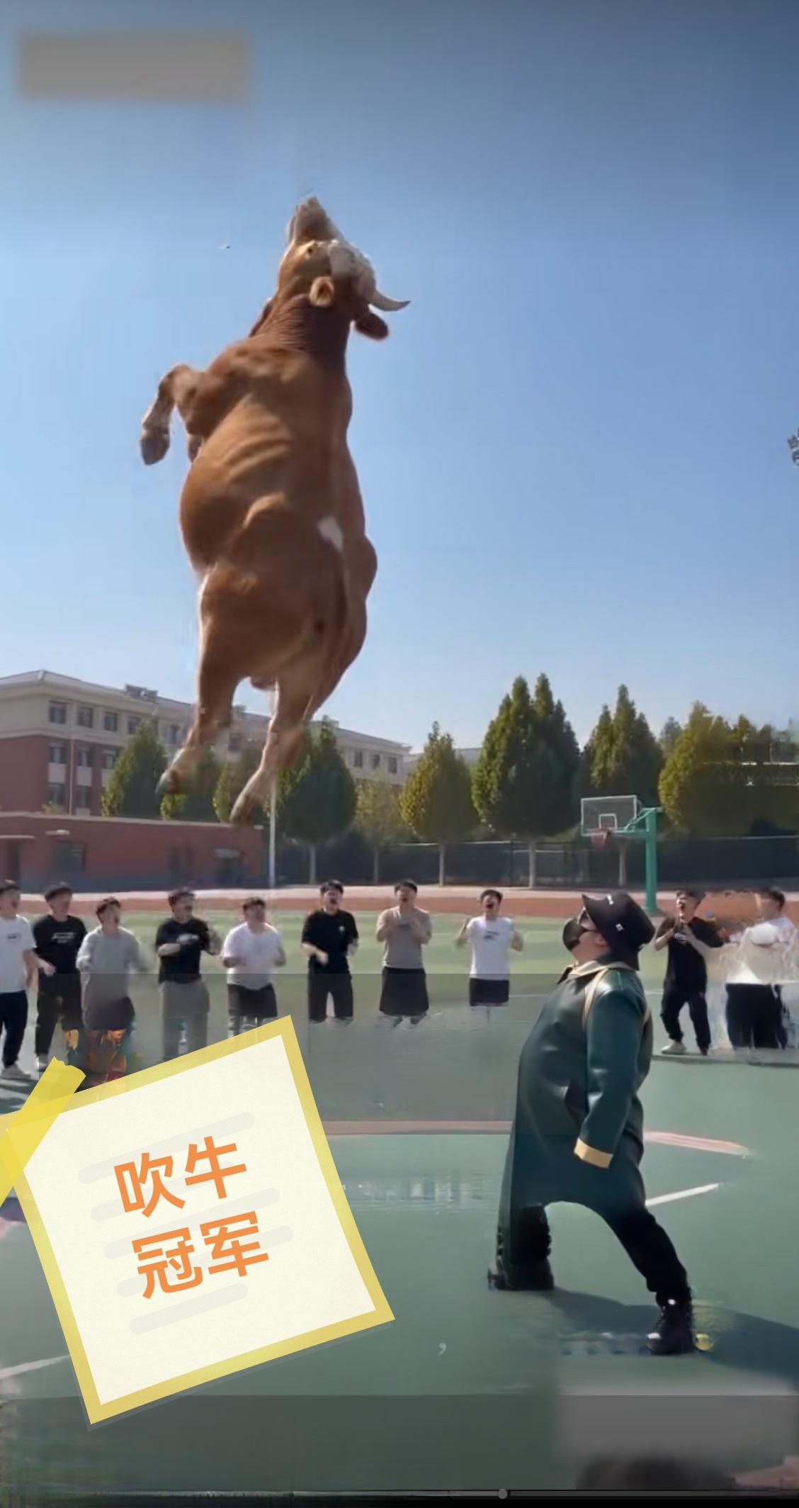 这是一个视频截图，视频中进行吹牛比赛，几个小伙子鼓足了劲才吹的牛毛动了动，而这位