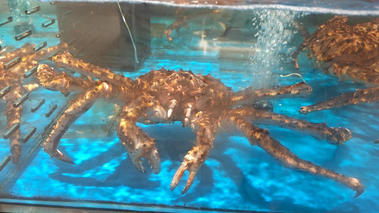 一朝出世，必是王者！