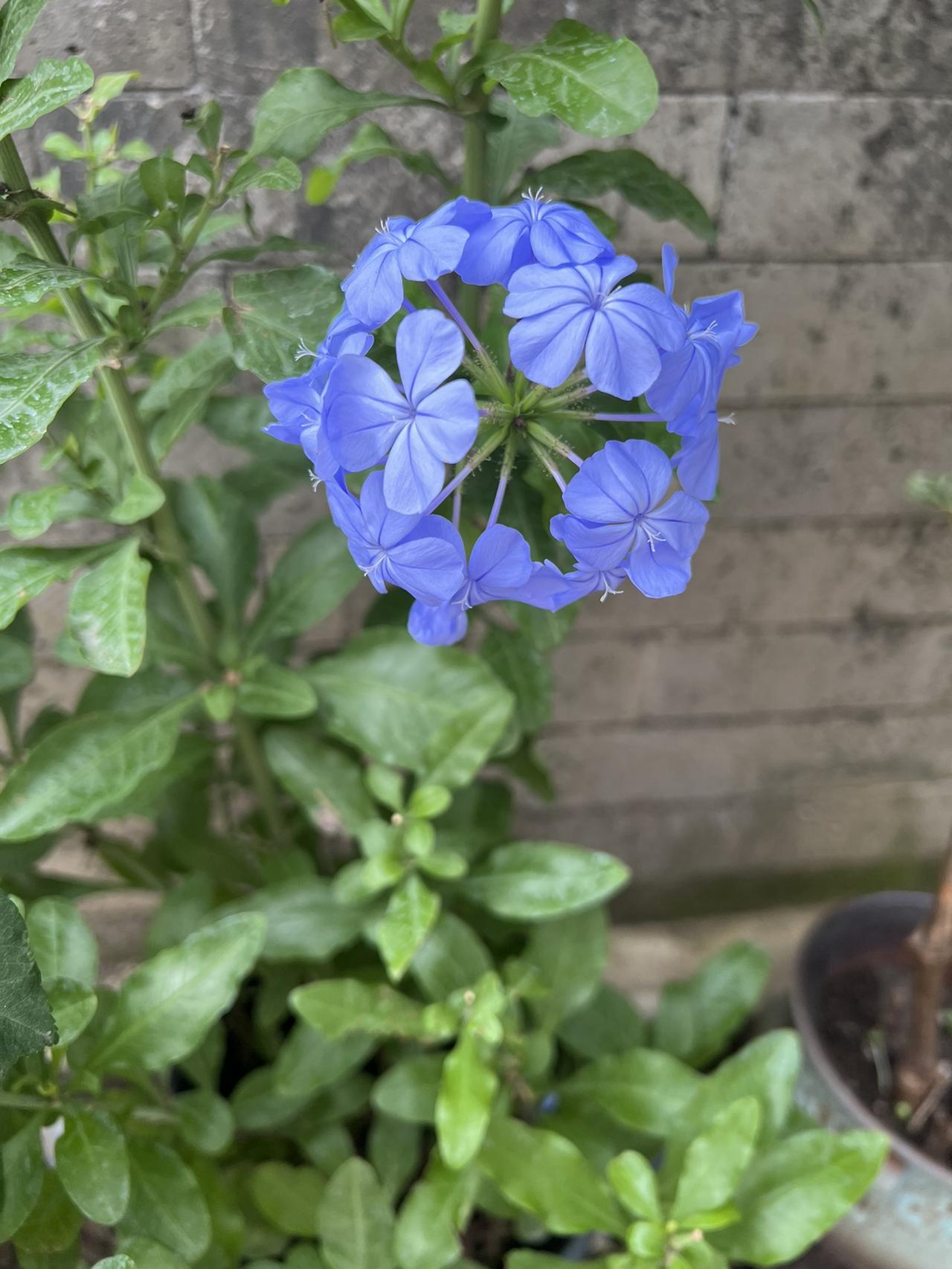 我今日的状态：😁轻松又愉快
我这儿的天气：☀️晴天。去北二环散了散步，瞧见蓝色