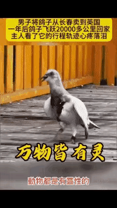 长春一信鸽爱好者一年多前把一只信鸽卖给英国买主。最近发现笼舍里多了一只鸽子，查看