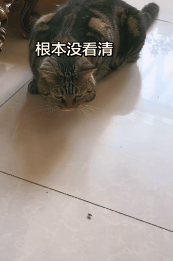 猫的速度究竟有多快？小小的苍蝇对它来说简直是小菜一碟！