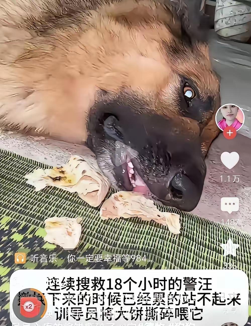 先撑不住的，是那条搜救犬。

它从废墟边上下来，走两步，腿一软，趴在地上不动了。