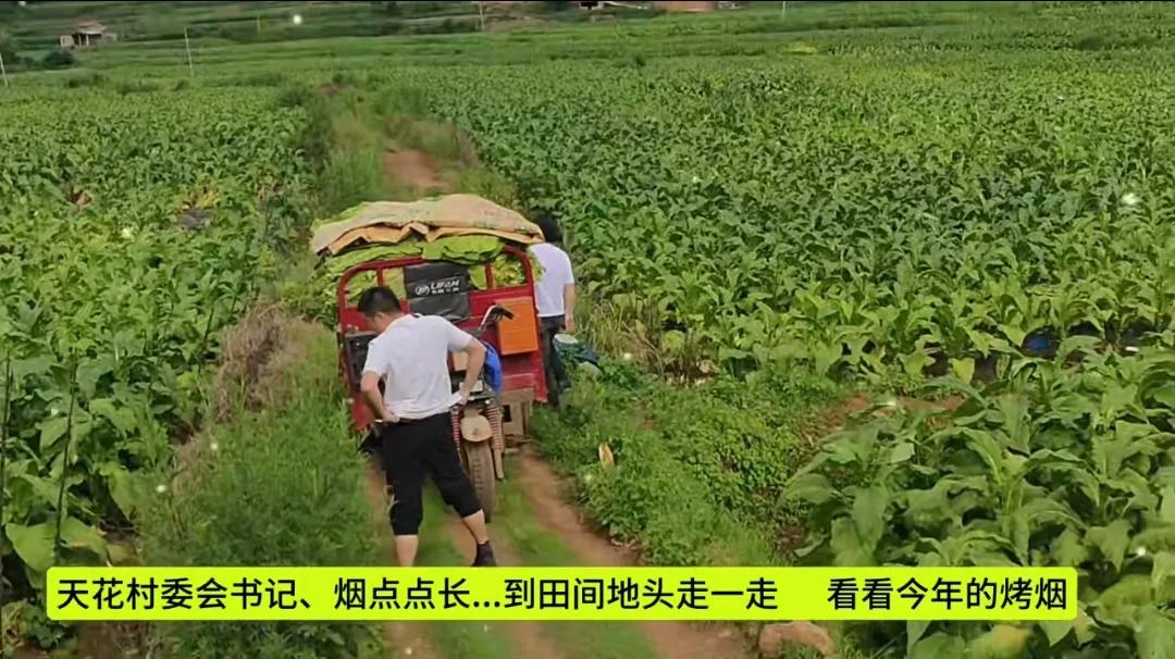 在农村，田间劳作是生涯的重要部分.那天,我和邻居少妇一同在田间干活。农村里邻里互