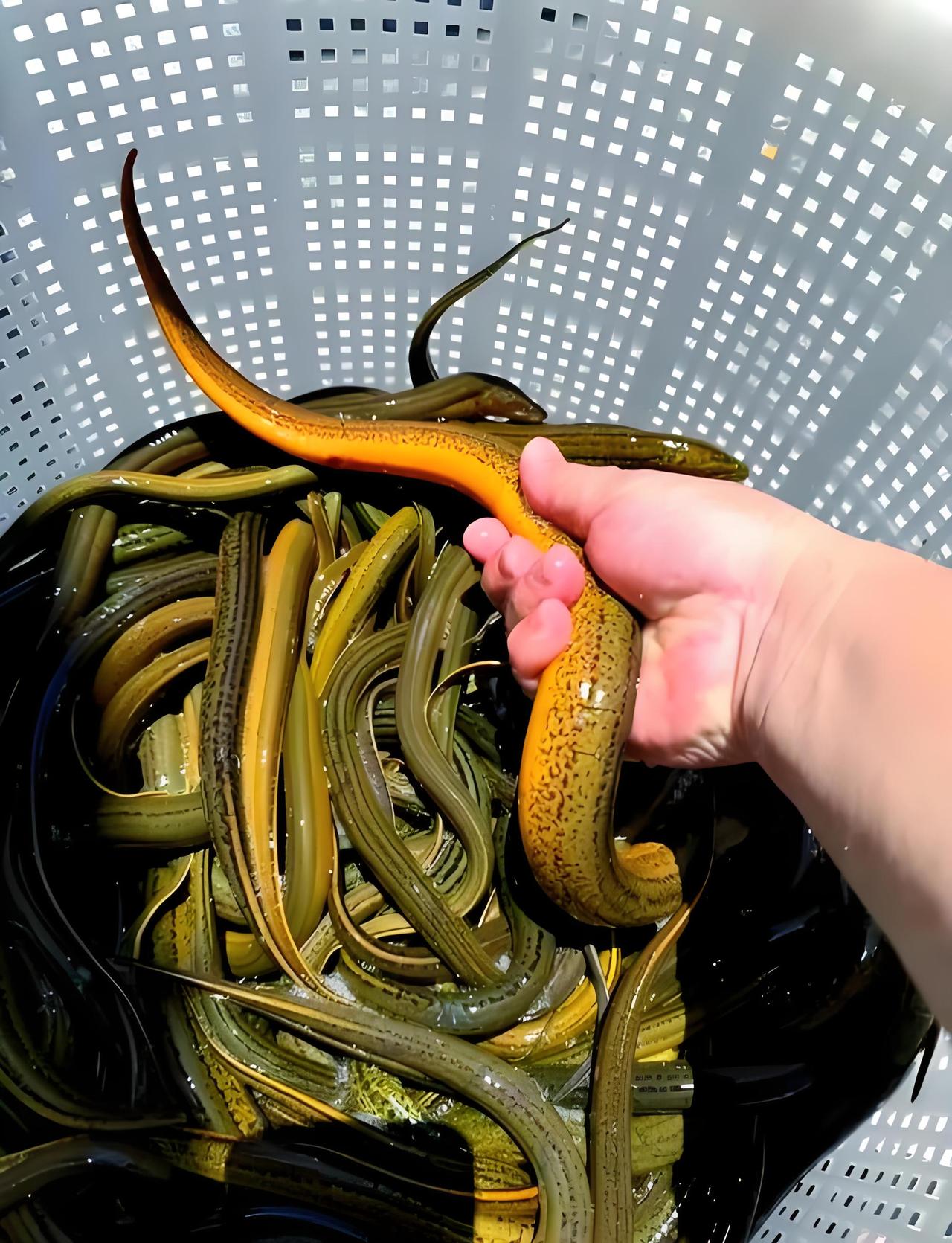 50元一斤的鳝鱼，真喂了避孕药？上海专家戳破30年谣言......

最近鳝鱼这