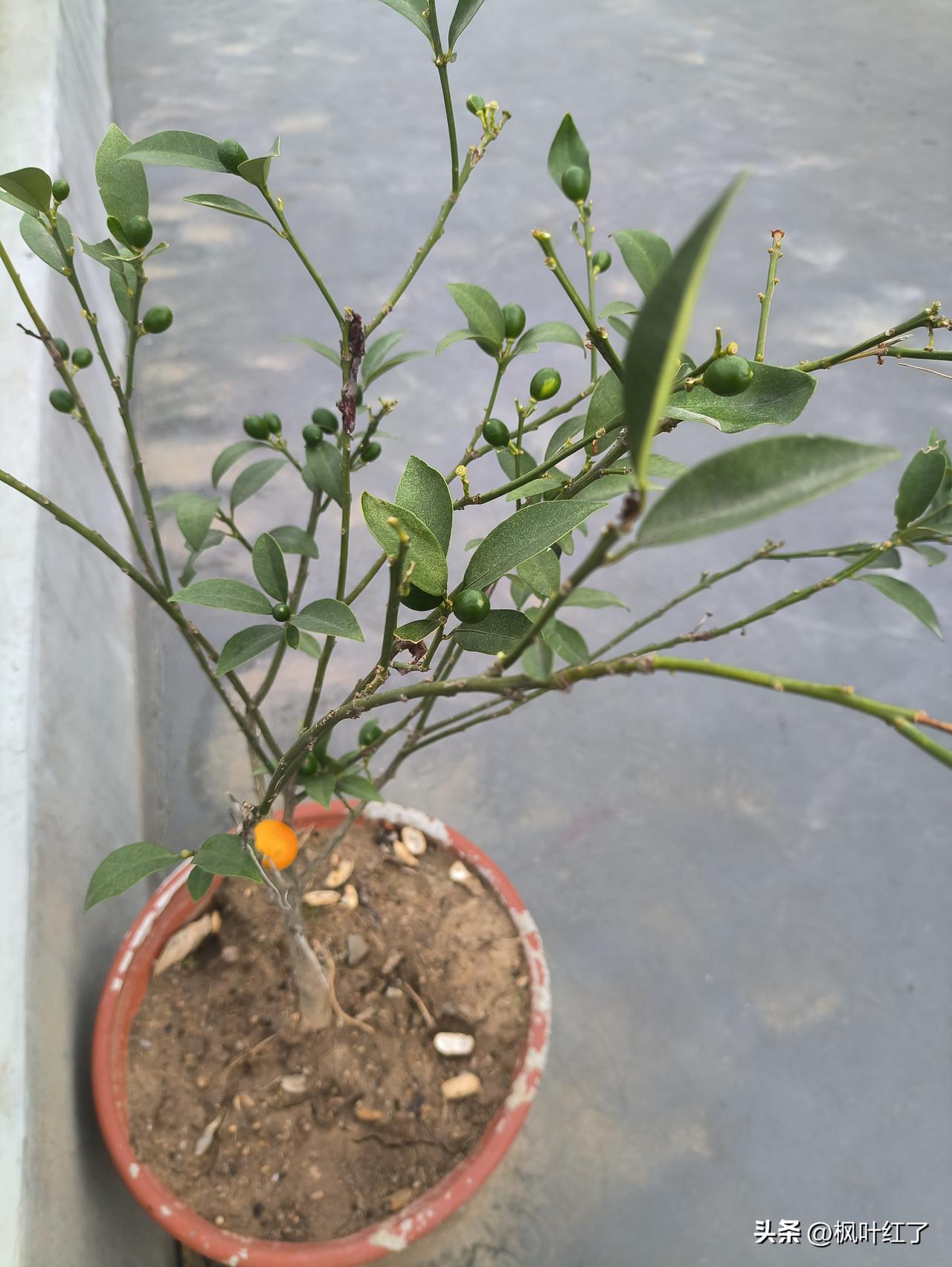 真应了那句话:    淮南为橘，淮北为枳。花盆里的这棵橘子树是朋友去年从广西带回