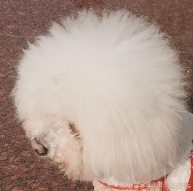 第五人格[超话]  大家攒了多少骰子了 