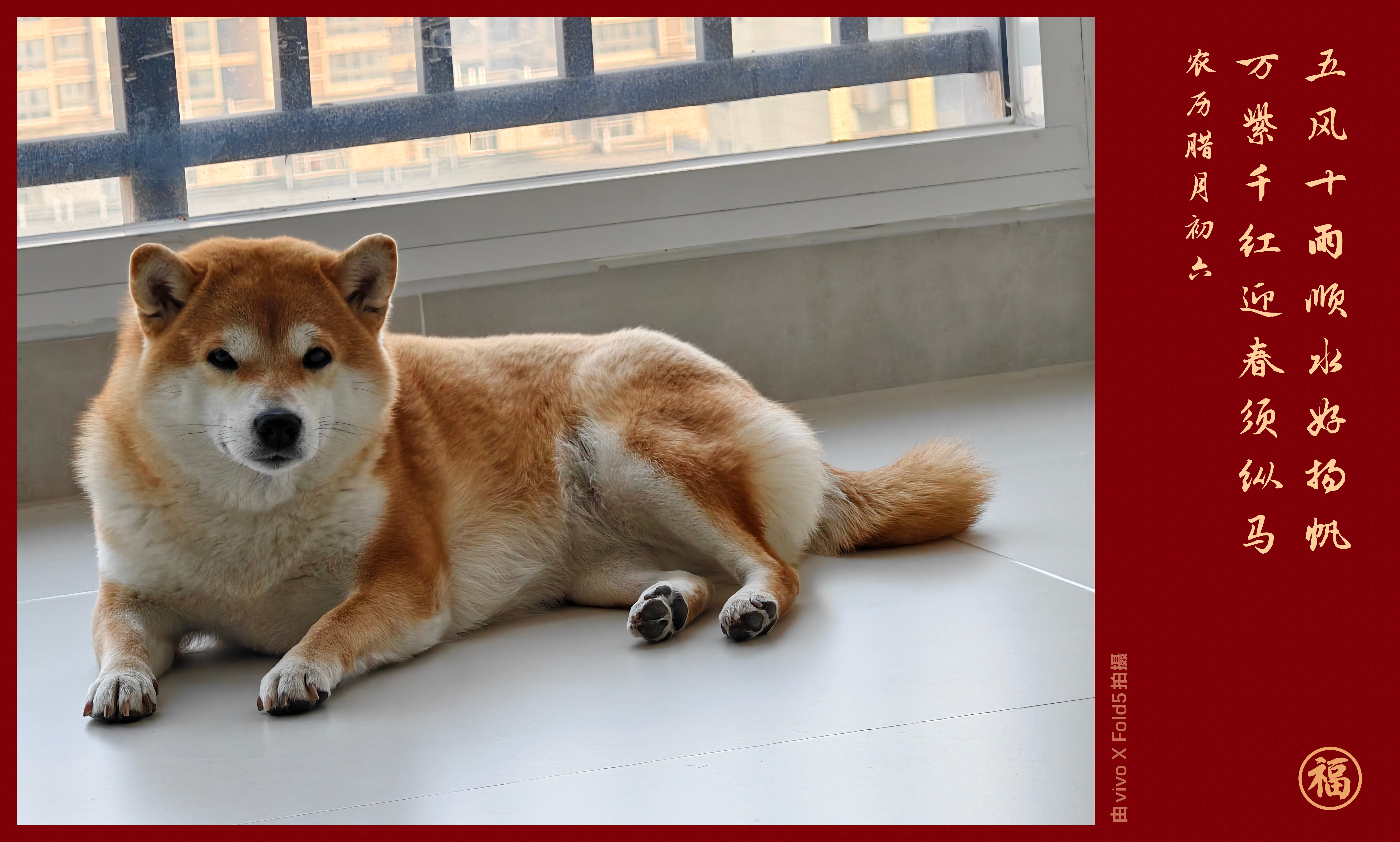 狗狗也想赶紧过年不得不说，我是真喜欢vivo新水印 