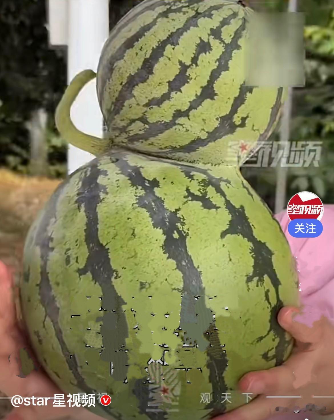 太罕见了，一根藤结出连体西瓜，见者接好运……
      近日，江苏泰州一家农场