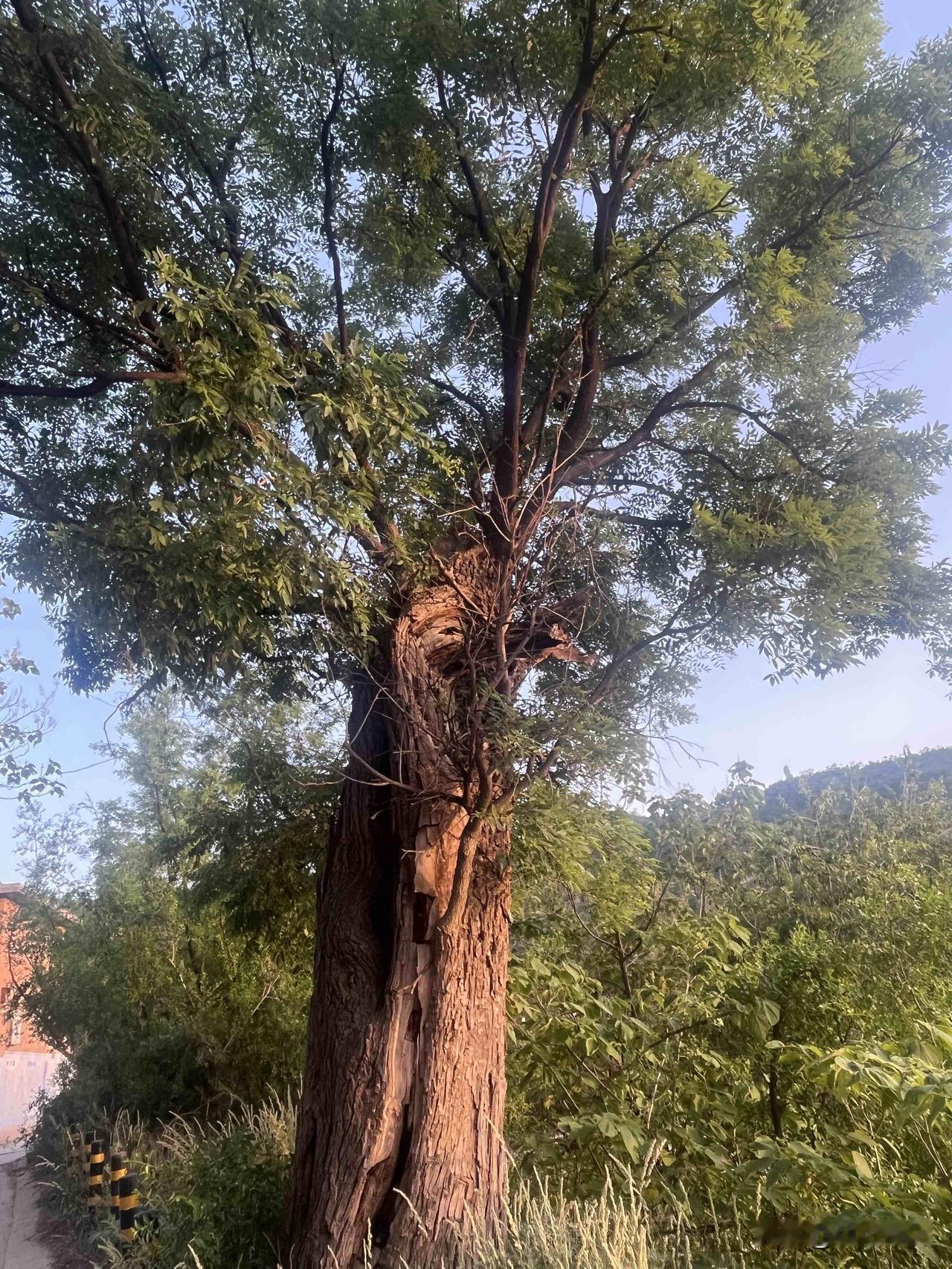 这一棵大树到底是经历了什么才成这样。“枯木逢春”吧，残缺的身躯生长出了嫩芽🌱。