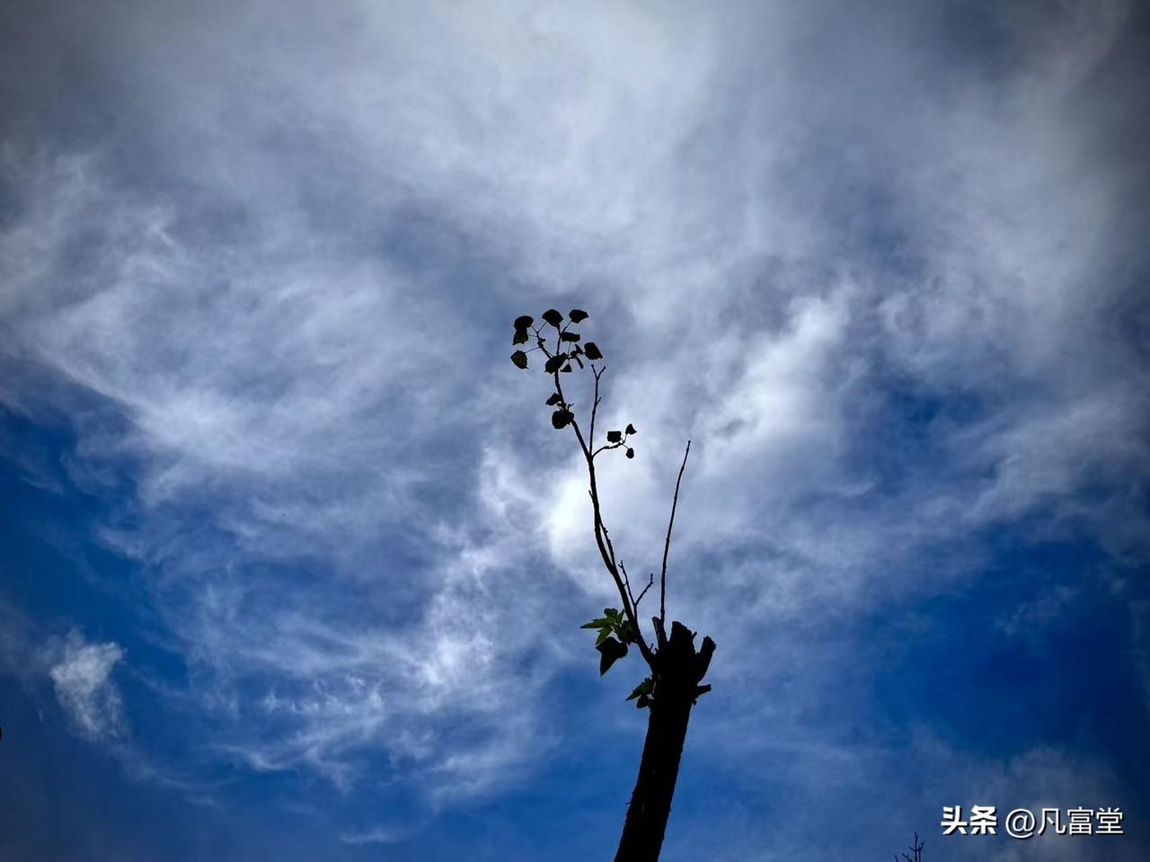 轻灵的云朵
         （原创）


云朵是天空的心思
它从不在拥挤的人间