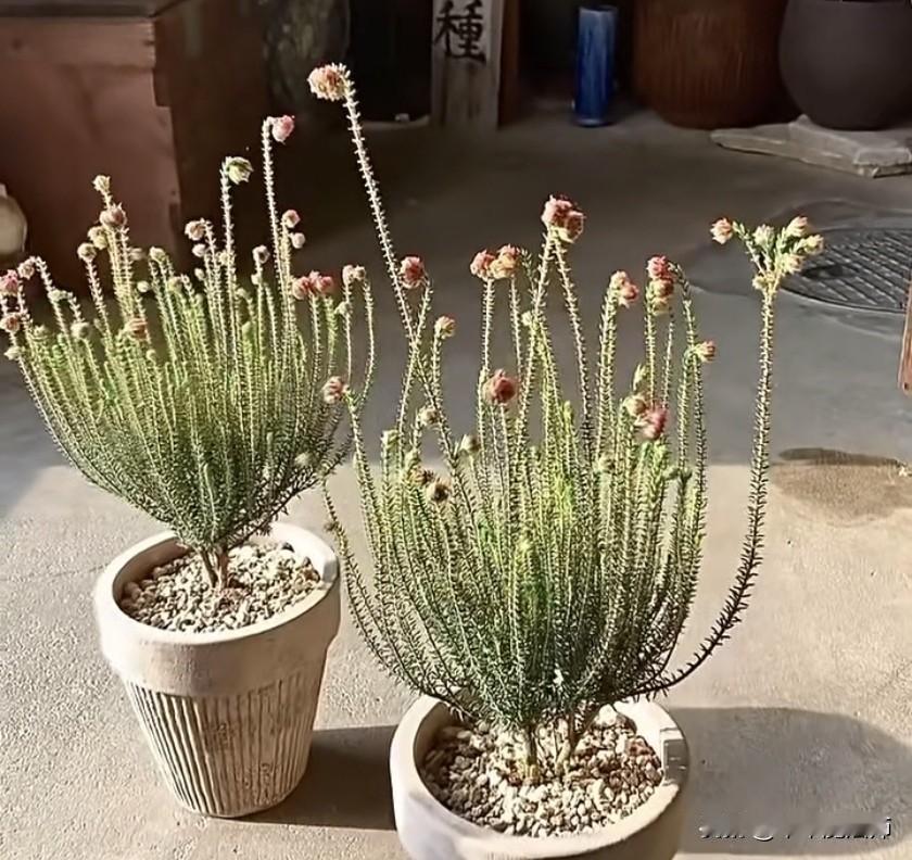 植之
自南非的可爱植物
 soratotane 
学名： Erica cerin