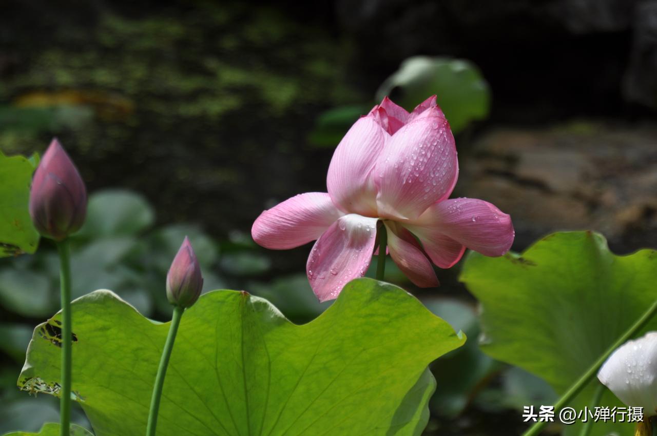 ，什么花都行 六月晴日，迎来荷花次第盛开的时刻荷花盛开写真 带苞开放的荷花