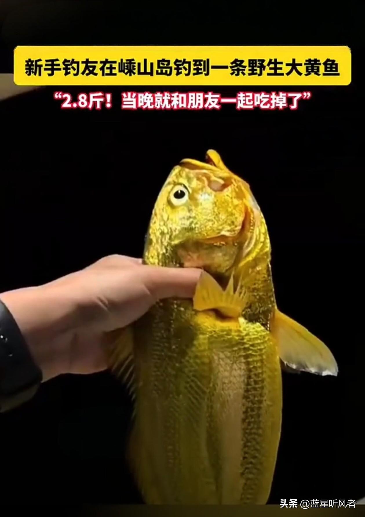 新手保护期有多强？刚下海钓鱼，就钓上2.8斤野生大黄鱼
 
玩过海钓的人都懂，野