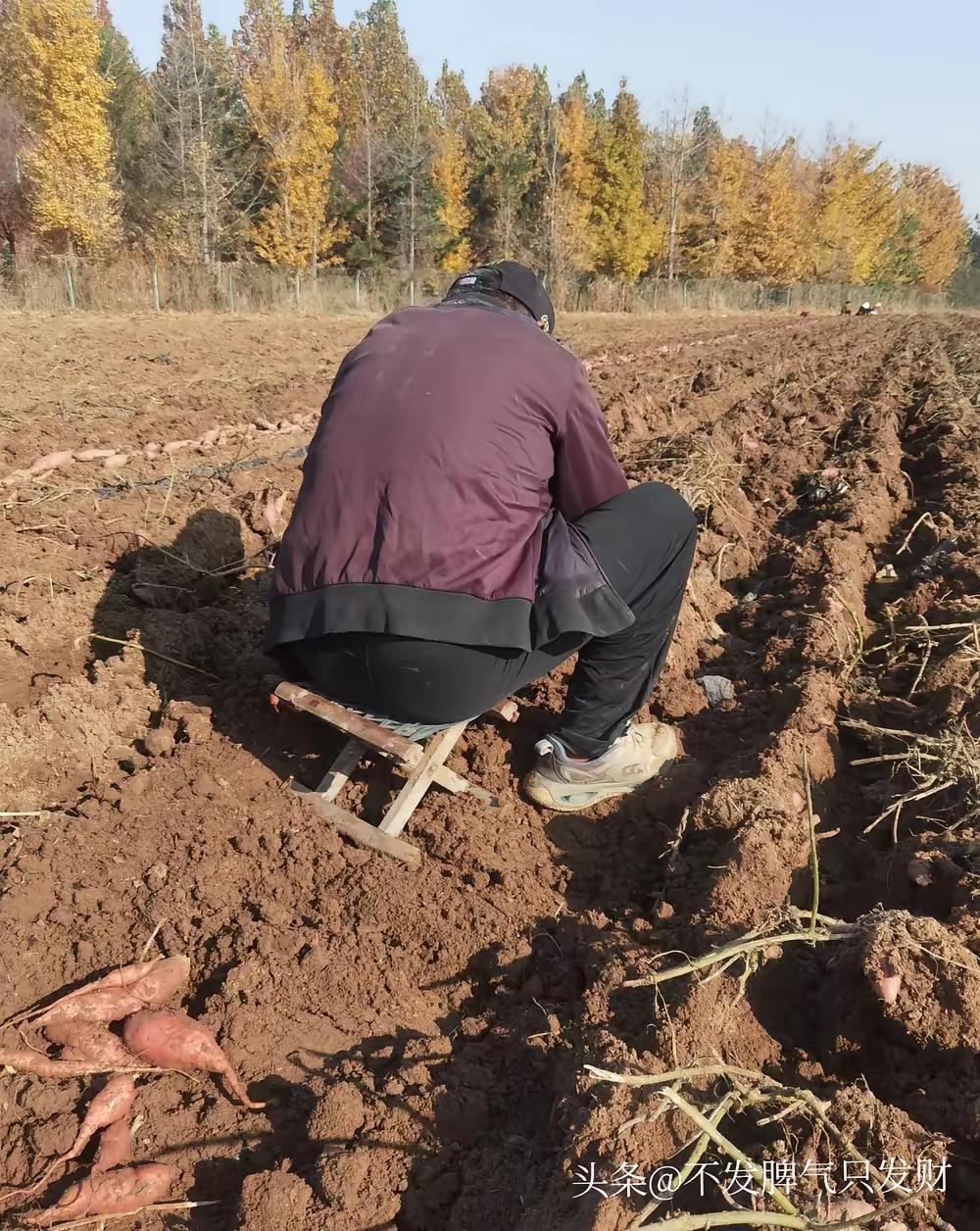 三个儿子和儿媳都劝我别再下地干活了，说我年纪大了，该回家享享清福。可他们嘴上说得