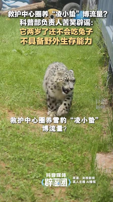 青海西宁，野生动物救护繁育中心在救治了一只小雪豹，工作人员在网上发布它的康复过程