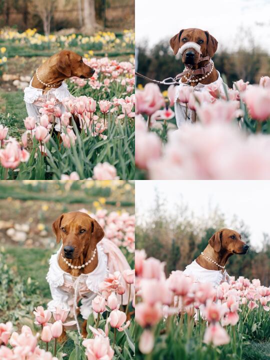 猫米花园｜在大理拍到了狗生照片！🐶