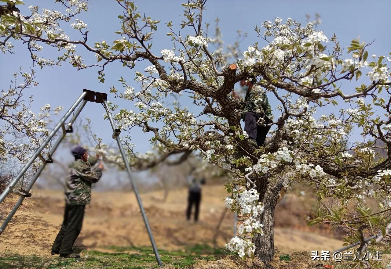 梨花要开了，我们又该忙碌了。今年已经投资了13000多元了，所以你以为吃的苹果卖