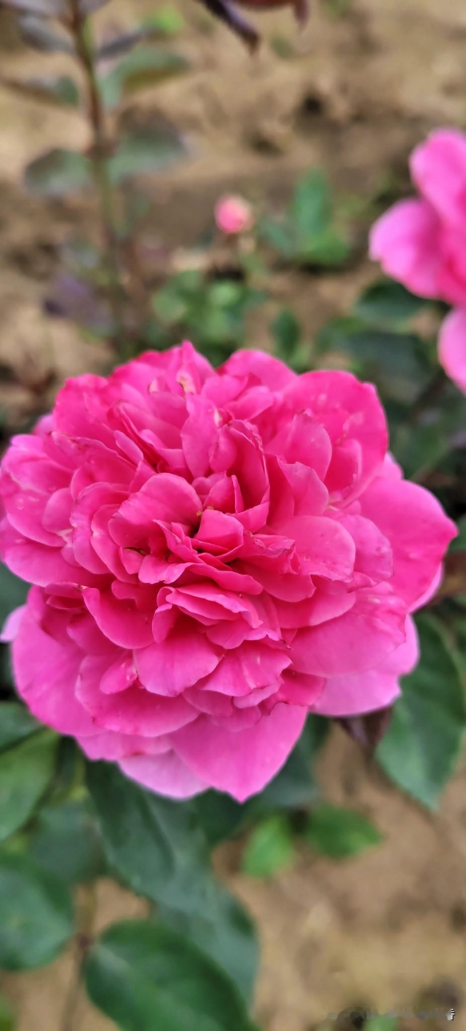 粉嫩欲滴的玫瑰，绽放在春天的阳光下。🌹🌸